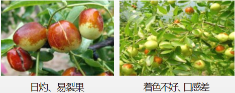 冬棗營(yíng)養方案