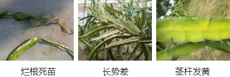 火龍果營(yíng)養方案