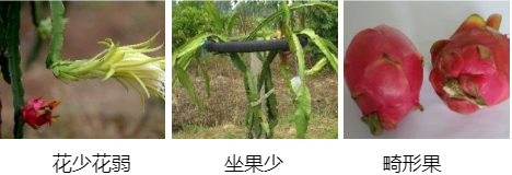 火龍果營(yíng)養方案
