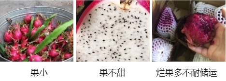 火龍果營(yíng)養方案