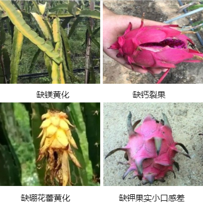 火龍果營(yíng)養方案