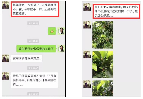 秋梢期，柑橘果農都在做這件事……