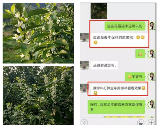 秋梢期，柑橘果農都在做這件事……