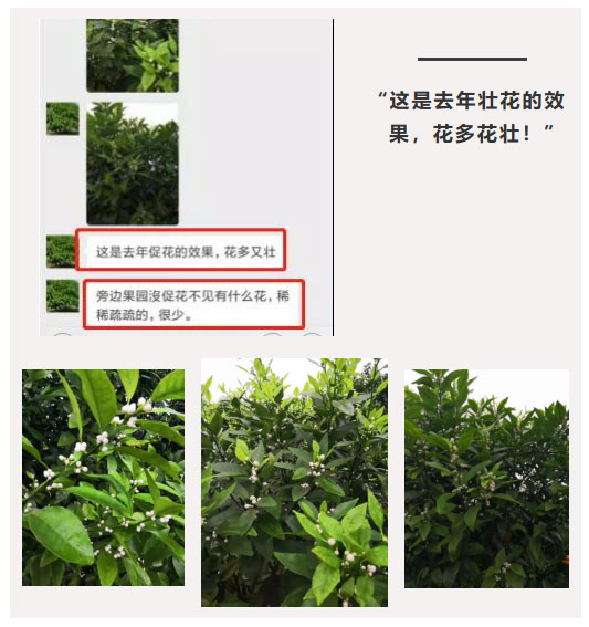秋梢期，柑橘果農都在做這件事……