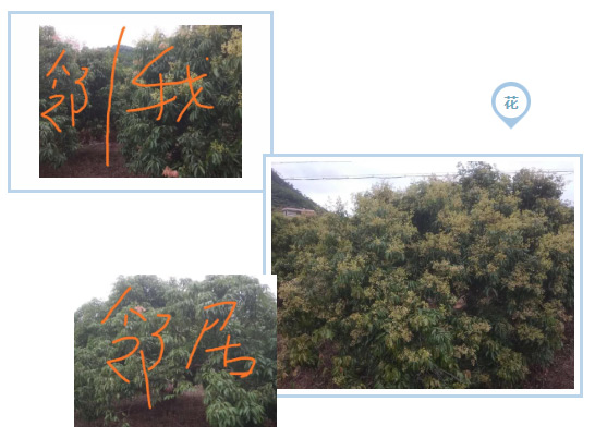 荔枝園連年高產(chǎn)，秘訣在這里