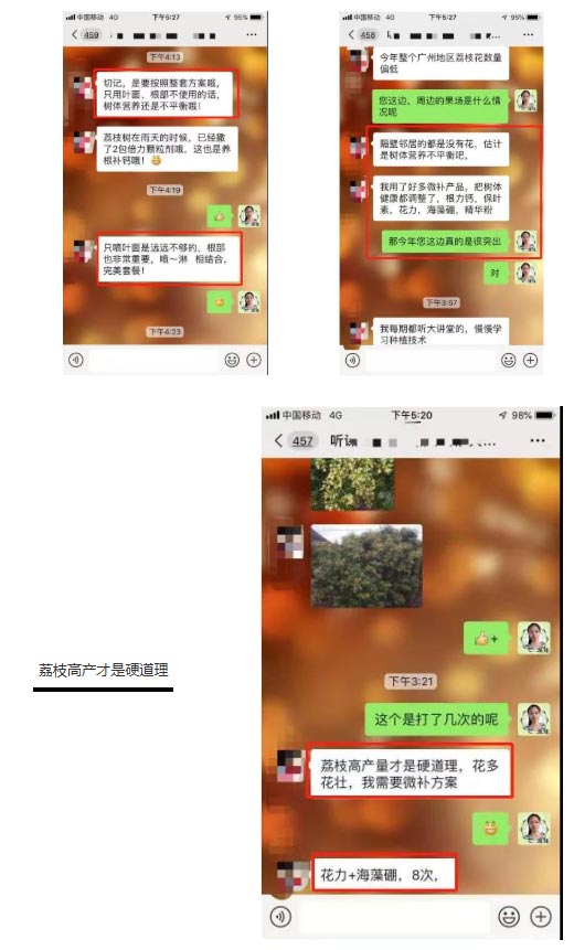 荔枝園連年高產(chǎn)，秘訣在這里