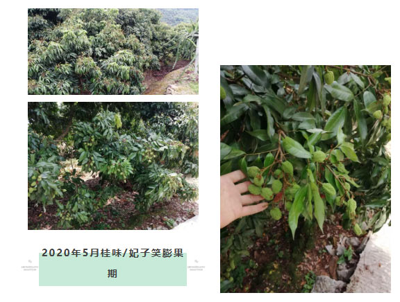 荔枝園連年高產(chǎn)，秘訣在這里