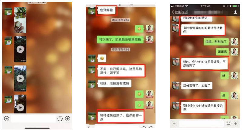 荔枝園連年高產(chǎn)，秘訣在這里